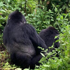 How much is gorilla permit?