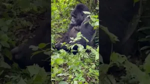 Gorilla Trekking Uganda