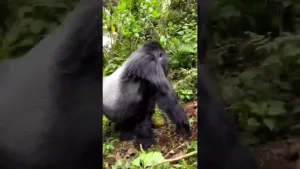 What is the minimum age for gorilla trekking in Uganda?