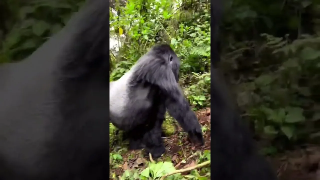 What is the minimum age for gorilla trekking in Uganda?