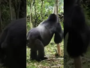 1 Day Gorilla Trekking Uganda -Mgahinga National Park