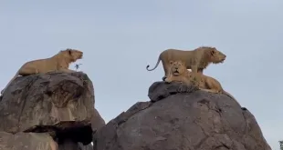 Explore the Wonders of Queen Elizabeth National Park in 2 Days
