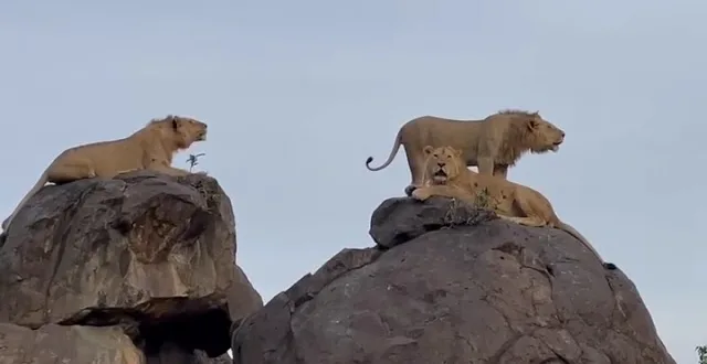 Explore the Wonders of Queen Elizabeth National Park in 2 Days