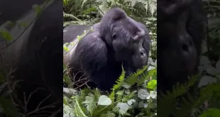 Uganda Gorilla Trekking