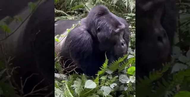Uganda Gorilla Trekking