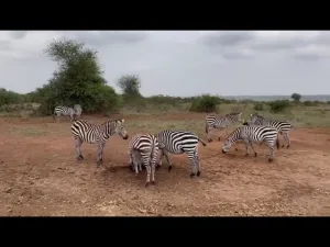Explore the Wonders of Queen Elizabeth National Park in 2 Days