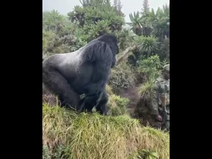 1 Day Gorilla Trekking Rwanda