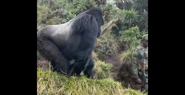 1 Day Gorilla Trekking Rwanda