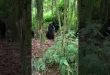 2 Days Gorilla Trekking in Bwindi Impenetrable National Park