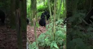 2 Days Gorilla Trekking in Bwindi Impenetrable National Park