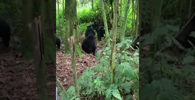 2 Days Gorilla Trekking in Bwindi Impenetrable National Park
