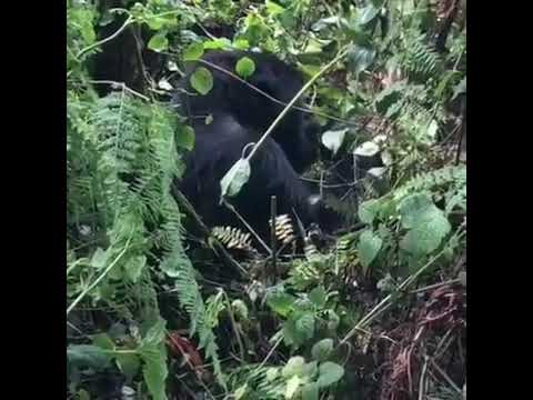 3 Days Gorilla Tracking Bwindi
