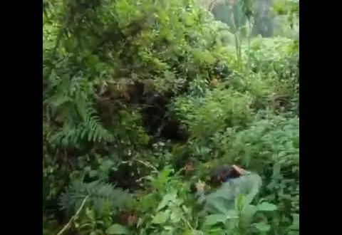 Bwindi Forest Uganda