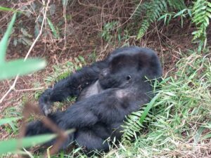2 Days Gorilla Trekking in Mgahinga Park via Kigali