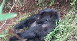2 Days Gorilla Trekking in Mgahinga Park via Kigali
