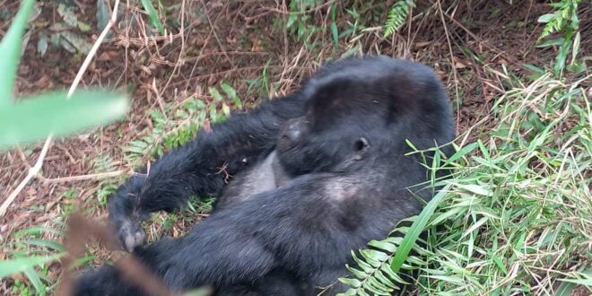 2 Days Gorilla Trekking in Mgahinga Park via Kigali