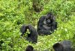 One Day Gorilla Tour in Uganda's Mgahinga Park