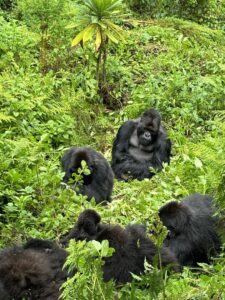One Day Gorilla Tour in Uganda's Mgahinga Park
