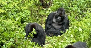 One Day Gorilla Tour in Uganda's Mgahinga Park
