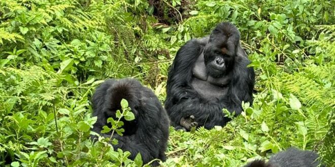One Day Gorilla Tour in Uganda's Mgahinga Park