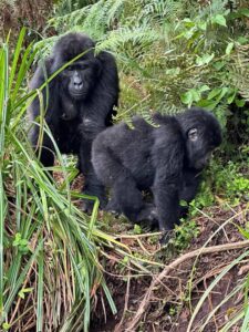 One Day Gorilla Tour in Uganda's Mgahinga Park