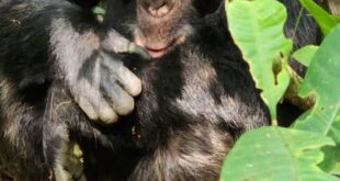 1 day Gorilla Trekking in Bwindi Forest