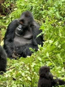 16 DAYS BEST OF UGANDA AND TANZANIA SAFARI 