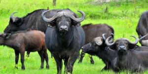 Big 5 Uganda Safaris