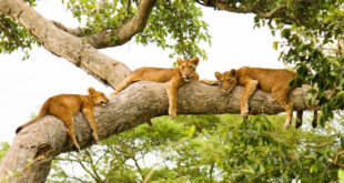 Tree Climbing Lions in Ishasha Sector