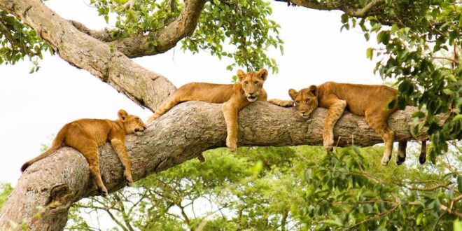 Tree Climbing Lions in Ishasha Sector
