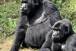14 Days Uganda and Kenya Safari (Kibale forest, Bwindi Forest, Lake Nakuru, Masai Mara and Diani Beach)