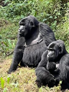 15 Days Uganda Super Safaris to Ziwa Rhino Sanctuary, Murchison falls, Kibale Forest, Queen Elizabeth, Bwindi Forest, Lake Mutanda, Mgahinga Park, Lake Bunyonyi and Lake Mburo National Park
