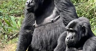 14 Days Uganda and Kenya Safari (Kibale forest, Bwindi Forest, Lake Nakuru, Masai Mara and Diani Beach)