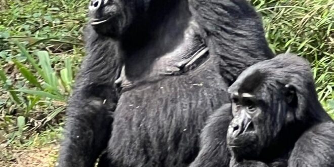 14 Days Uganda and Kenya Safari (Kibale forest, Bwindi Forest, Lake Nakuru, Masai Mara and Diani Beach)