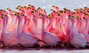 Lake Nakuru National Park
