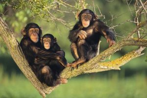 Kibale National Park
